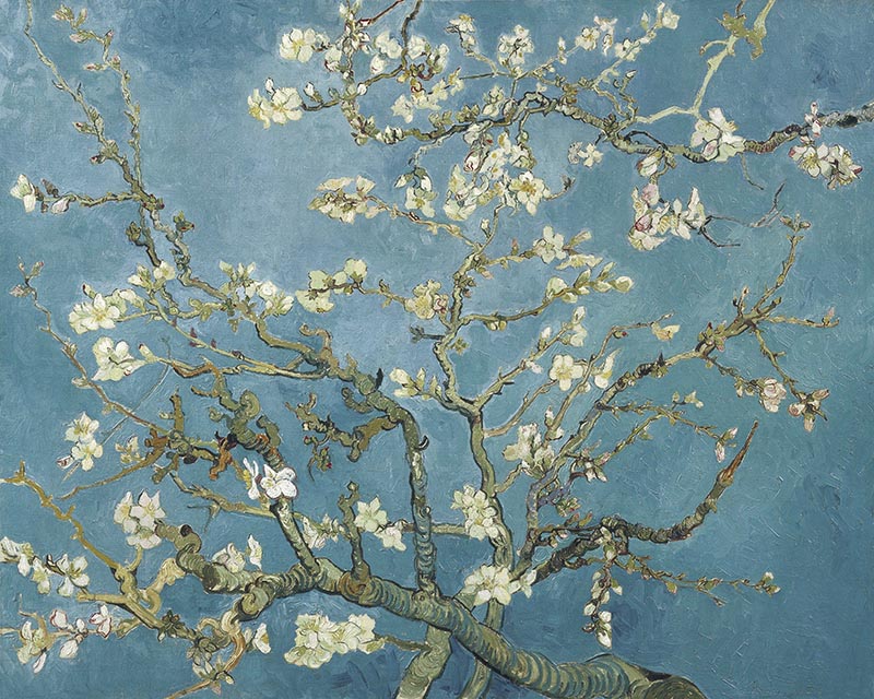 Blooming Almond Blossom