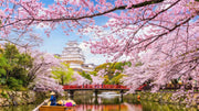Sakura Moat at Himeji Castle