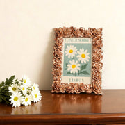 Lisbon Daisy Flower